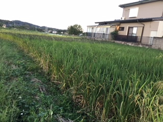 9月末横田農場の田んぼ