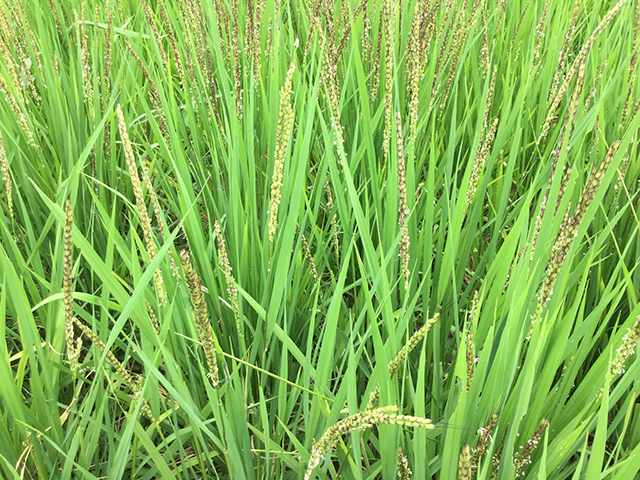 お米品種―綠米