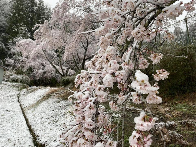 3月の雪と桜