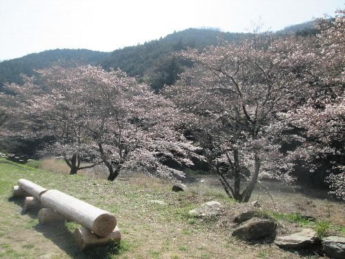 槻川沿いの桜並木とベンチ