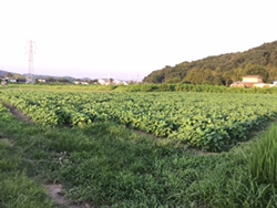 大豆畑の様子