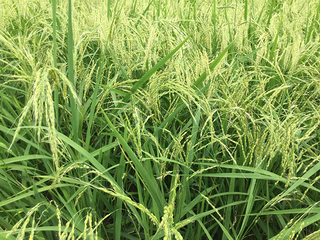 お米品種―荒木