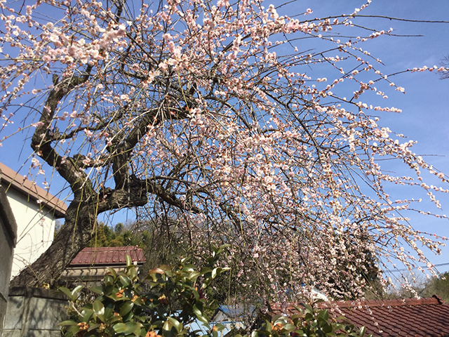 里山の桜 1