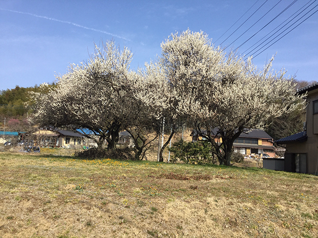 里山の桜 2
