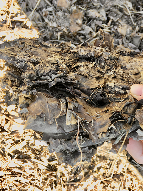 堆肥へ分解されている落ち葉