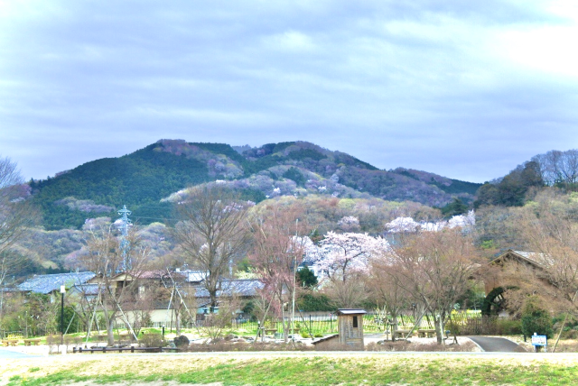 小川町の山の様子