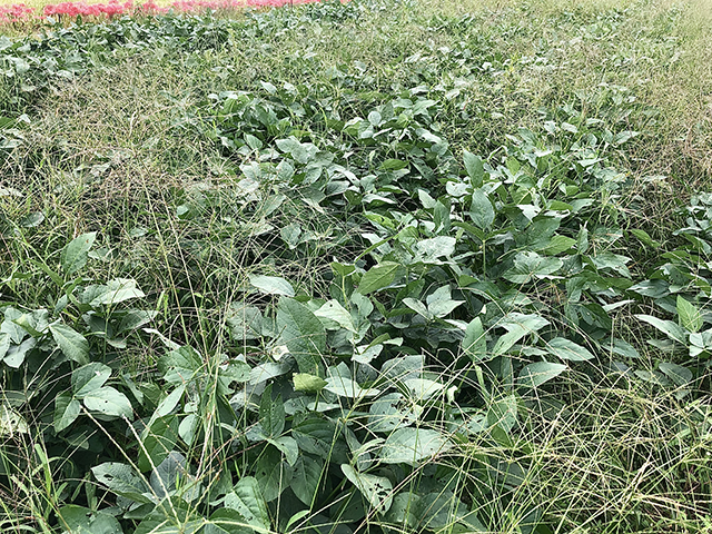 草多めの大豆畑