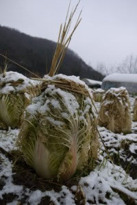 雪の中でも元気な白菜